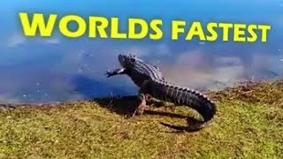 worlds fastest alligator [upl. by Noxas]