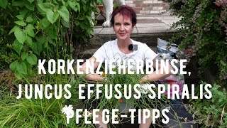 Korkenzieherbinse Juncus effusus spiralis PflegeTipps [upl. by Clarhe972]