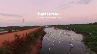 PANTANAL  TRANSPANTANEIRA  POCONÉ  MATO GROSSO [upl. by Baskett777]