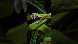 Bush viper 🐍 the deadly snake in the worlds shorts wildlife worldsnake snake animals facts [upl. by Htidirrem427]