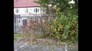 IVMs Japanese Knotweed Eradicating FAST System Video 7 [upl. by Animehliw736]