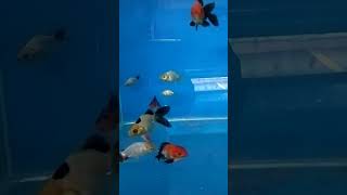 all panda gold fishish in aquarium 🐟🐠🐬 [upl. by Eidaj]