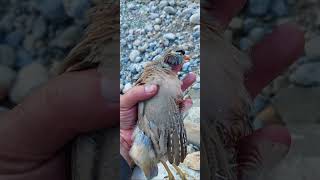 chukar partridge hunting in pakistan 2024  chukar hunting with 12 guage  cooking chukar outdoors [upl. by Lanny70]