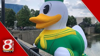 Giant Oregon Duck makes splash in Indianapolis [upl. by Eirot]