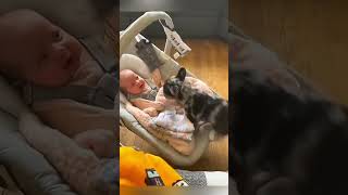 cat dog dogs cut cute love lovecats lovedogs funny virla viralvideo foryou foryoupage [upl. by Yliah]