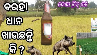 ଵରହା ଧାନ ଖାଉଛନ୍ତି କି   ଵରହା ଖେଦା ଦେଶୀ ଟ୍ରିକ୍ boar repellent medicine animal repellent trick [upl. by Laure286]