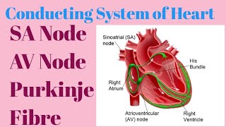 conducting system of the Heart ❤️SA Node AV Node Pacemaker Purkinje fibre anatomy physiology❤️ [upl. by Matejka215]