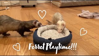 Ferrets Playing and Being Cuteeeee [upl. by Akienat]