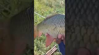 নলা মাছ ধরা ✅🐋👍🙏✅hookfishing fish fishing blackfishing মাছধরা unfrezzmyaccount shortvideo [upl. by Eseela]