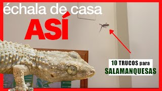 SALAMANQUESA en casa  O LAGARTIJA🐉 10 Métodos para ATRAPARLAS o AHUYENTARLAS ✅ [upl. by David]