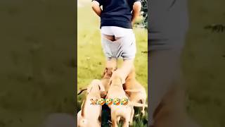 shorts  dog funny video 🐕🐕 funny dog funny comedyvideos [upl. by Wilone739]