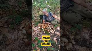 Funghi Porcini 2024 quotPorcini In Toscana quot 🍄‍🟫 NaturaWild FunghiPorcini2024 PorciniEstatini [upl. by Joseito]