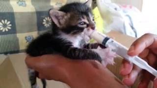 Feeding an abandoned kitten [upl. by Arun]