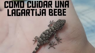 como cuidar una lagartija salamanquesa bebe [upl. by Netniuq]