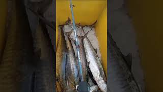 rod jigging murah je gais [upl. by Coulson146]