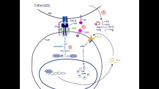 Brandls Basics Immunosuppressants used in organ transplantation  Mechanism of action 12 [upl. by Narrad]