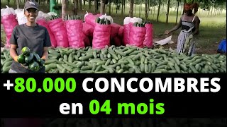 Gagnez des millions avec le concombre en Afrique [upl. by Ynnos]