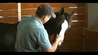 Beyond Horse Massage What is the Masterson Method® [upl. by Aleihs]