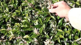 Chinese star variegated tricolour Jasmine growing and propagating [upl. by Tremaine]