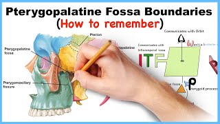 Pterygopalatine Fossa Boundaries Mnemonics How to remember [upl. by Irolav]