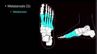 Osteo of Ankle and Foot [upl. by Deering]