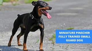 THE MINIATURE PINSCHER  FULLY TRAINED SMALL GUARD DOG [upl. by Athiste]