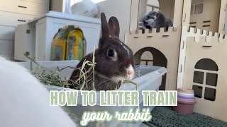 How To LITTER TRAIN Your Rabbit [upl. by Doykos98]