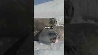 Adorable Harp Seal Pups [upl. by Lexie510]