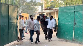 Hyderabad Sadar Festival 2023  Shaira amp Krishna Bulls entry at Edla Hari Babu Yadav Sadar 2023 [upl. by Sualkin]