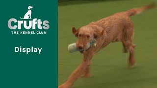 Gundog Display   Crufts 2023 [upl. by Anauqal]