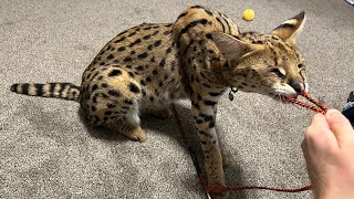 Serval Playing [upl. by Dittman]