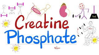 Muscle Creatine NOT Creatinine  Creatine Phosphate Phosphocreatine Creatine Kinase  Labs [upl. by Ileak]