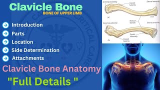 Clavicle Bone  Anatomy of Clavicle Bone  Clavicle Anatomy clavicle clavicleanatomy [upl. by Lairret]