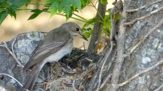 Gobe mouche gris  de loeuf à lenvol [upl. by Filippo]