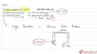 Vermiform appendix is a part of [upl. by Marchelle]