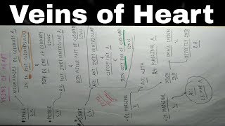 Heart Venous Drainage  Part 3  Small Middle and Great Cardiac Vein  TCML [upl. by Arakal]