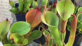 HELIAMPHORA TOUR MY HELIAMPHORA CARE AND CULTURE TIPS [upl. by Merrill]