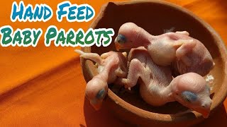 Best way to hand feed baby parrots for Beginners [upl. by Eiddal912]