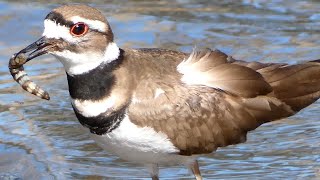 Killdeer bird call  sound eating habits broken wing act [upl. by Eniamrehc186]