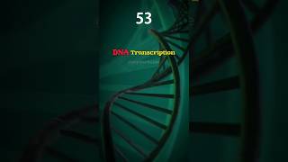 How DNA transcription Occurs inside Our body 😲🧬Explain in 60 second shortdnatranscriptionbiology [upl. by Annairol]