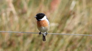 Goldcliff Birding 199 4K [upl. by Lengel11]