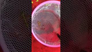 Platy afry fishvideo guppy exoticguppies viralvideo [upl. by Elissa]