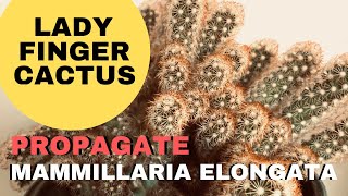 Propagate Mammillaria Elongata Lady Finger Cactus [upl. by Ssepmet257]