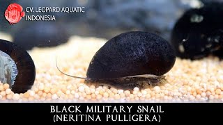 Neritina pulligera The DISCIPLINE BLACK MILITARY snail Leopard Aquatic W014A [upl. by Giustino]