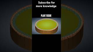 Complete plant tissue topic in 50 sec  3d animation vedio [upl. by Yurik]