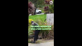 10 Hours of these Giant Yucca Plants Makeover [upl. by Faber992]