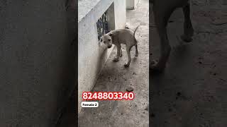 Attitude girl bullykutta doglover dog alangu makkalvandi puppy tamil pitbull [upl. by Slavic46]