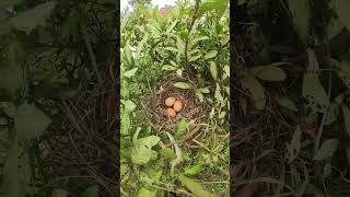 Egg of Wild Chicken AP025 Feedigbirds nature shortvideo viralvideo birds farming [upl. by Alcock]