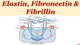 Elastin Fibronectins amp noncollagenous matrix proteins [upl. by Arndt797]