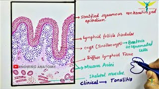 Histology of Palatine tonsil \Tonsil [upl. by Diann]